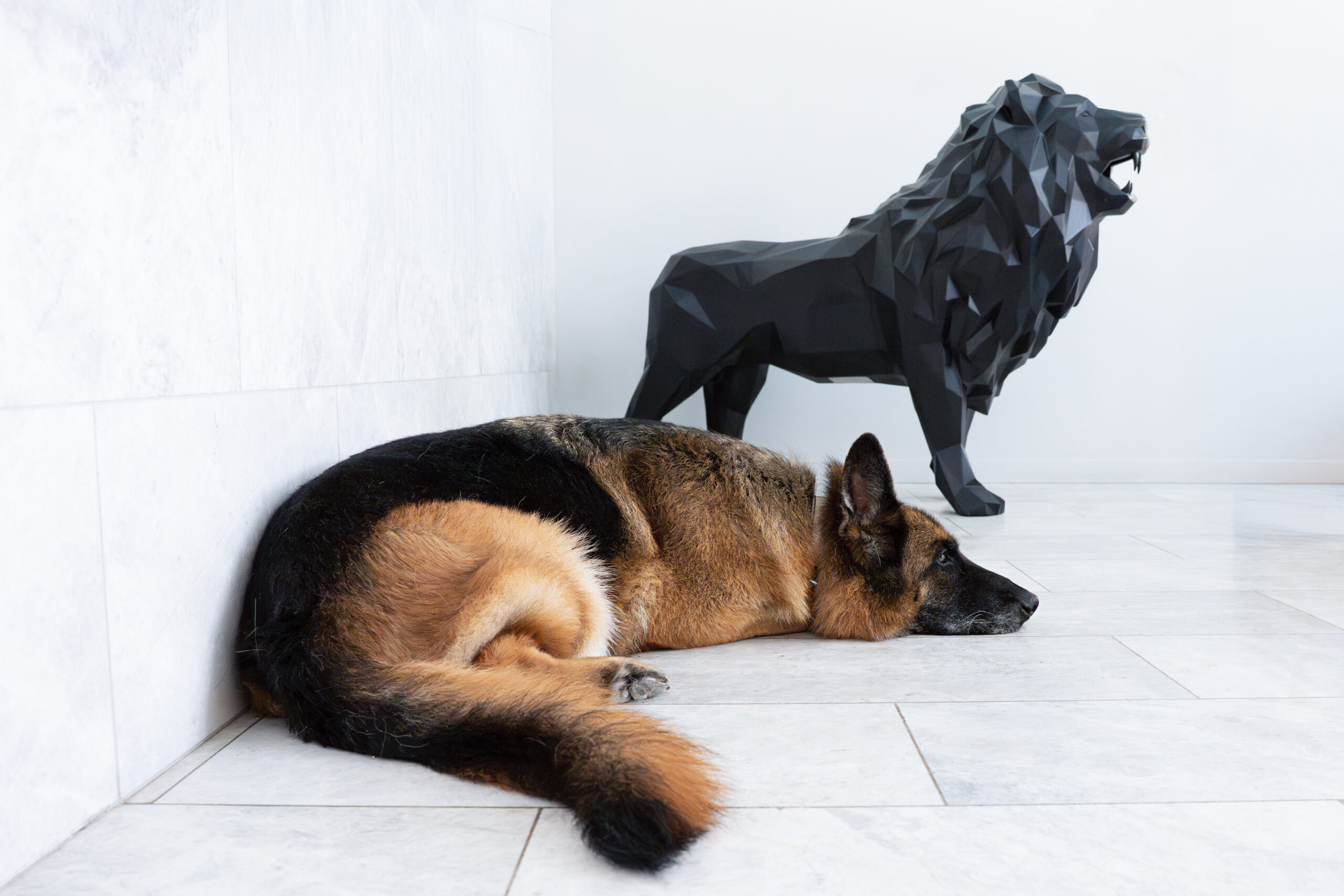 Photographie animalière