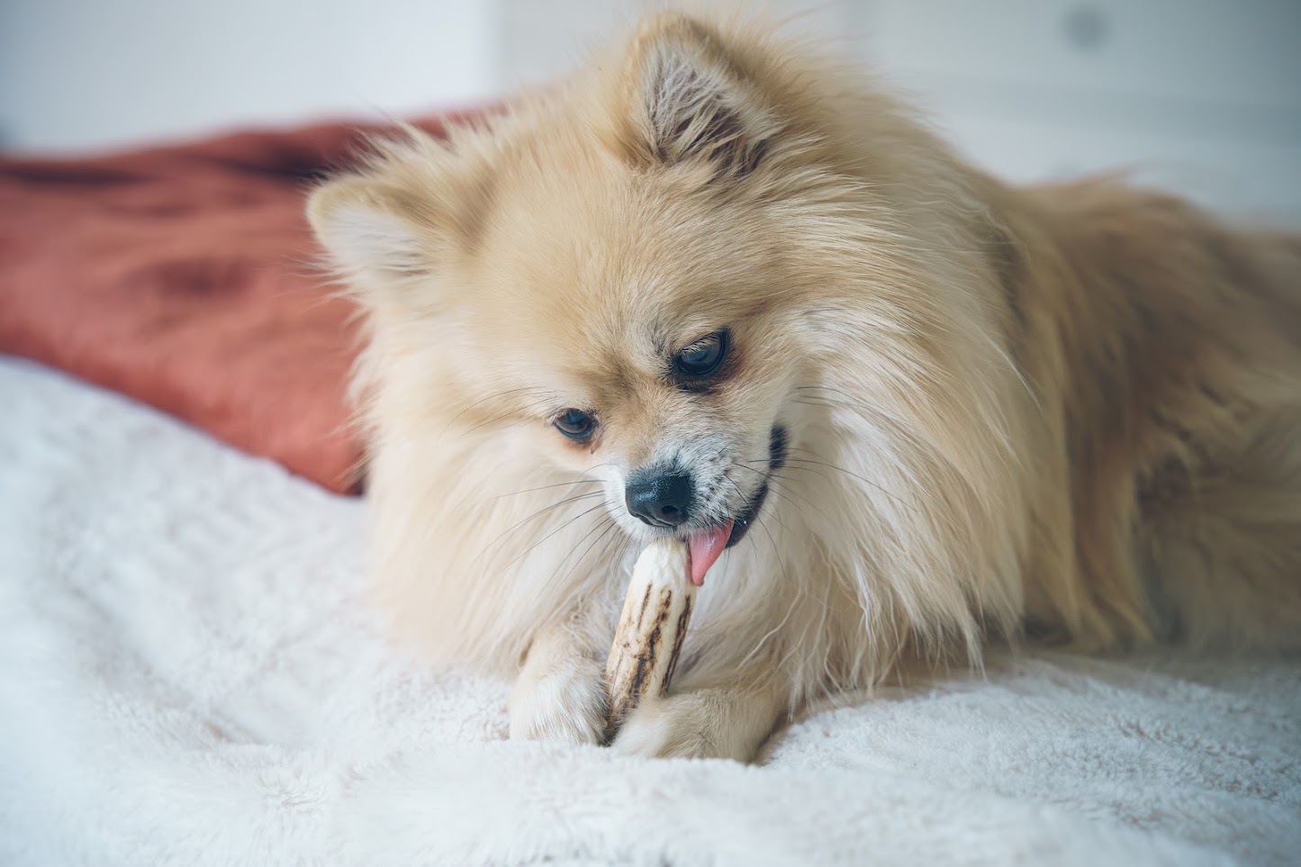 Photographie animalière