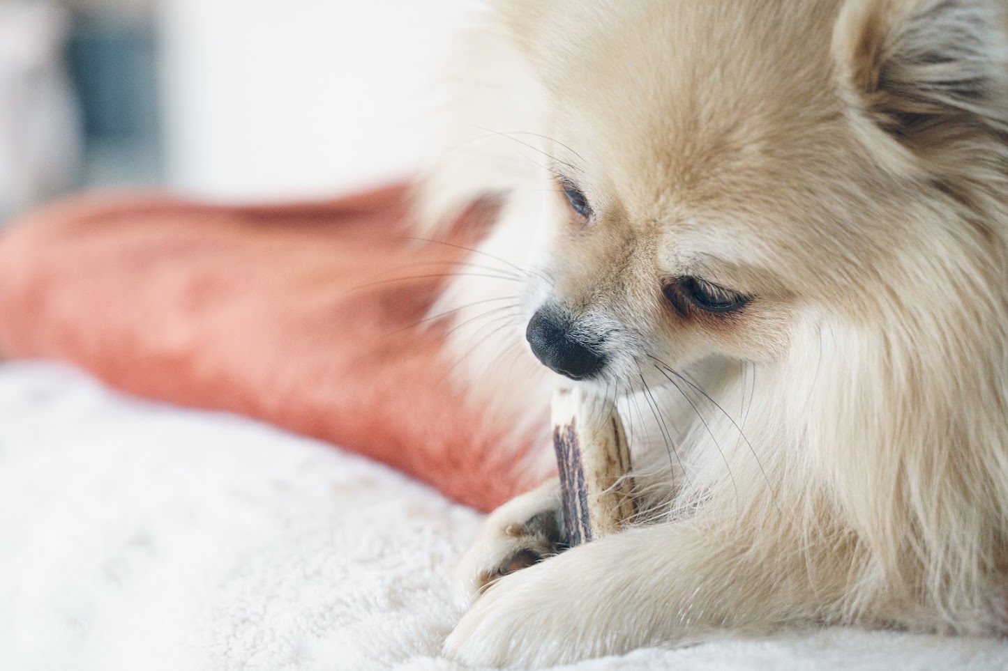 Photographie animalière