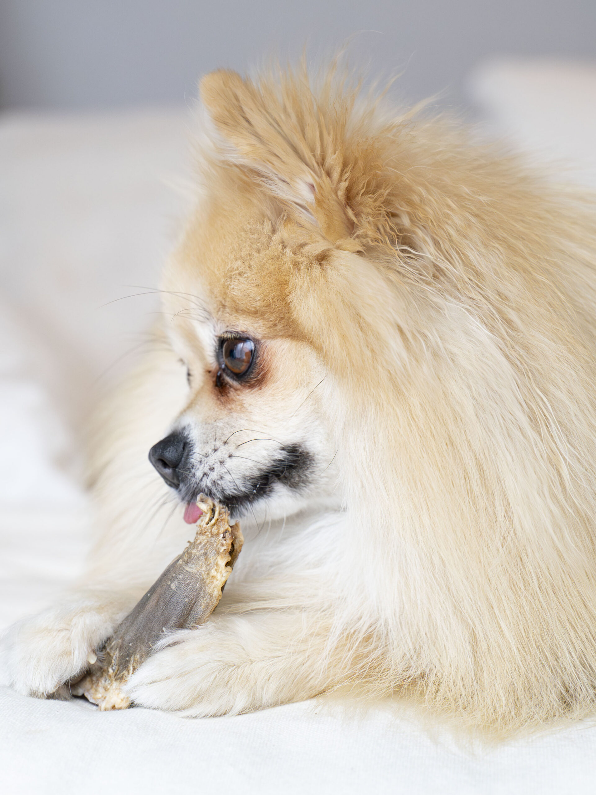Photographie animalière