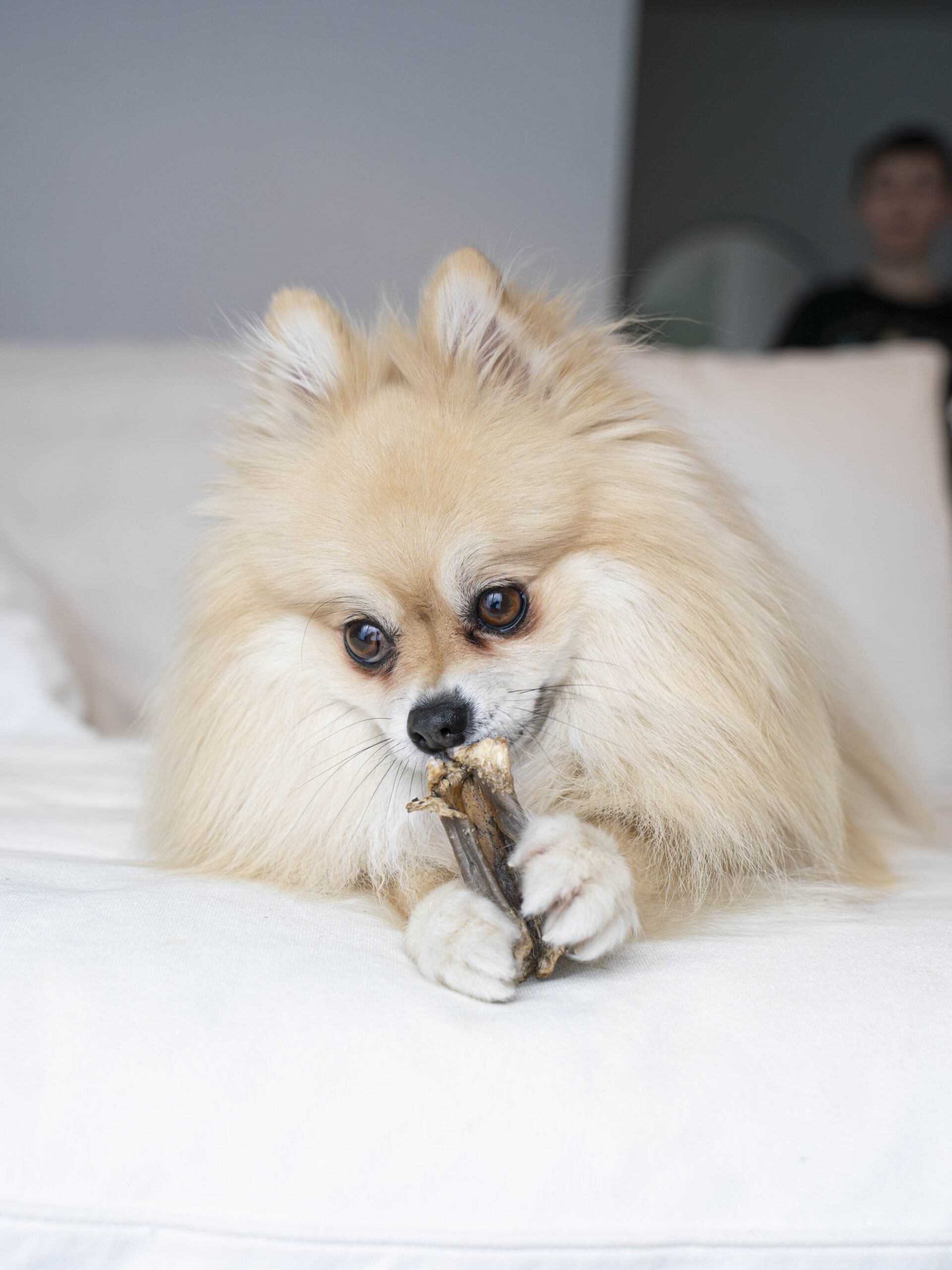 Photographie animalière